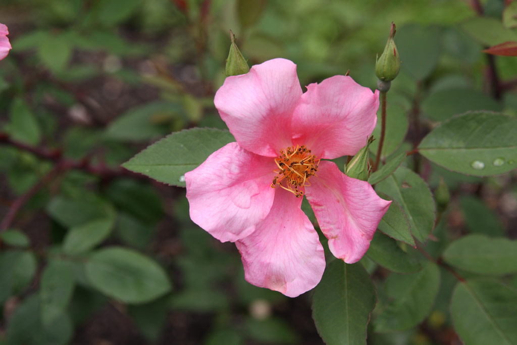 růže Rosa chinensis mutabilis