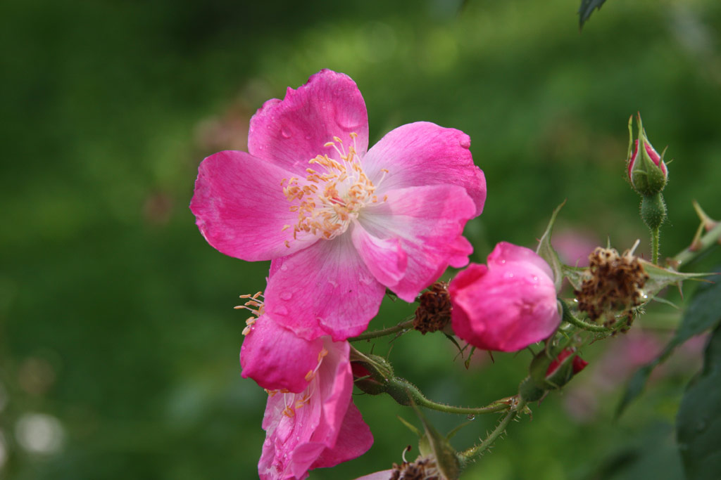 růže Rosa chinensis semperflorens