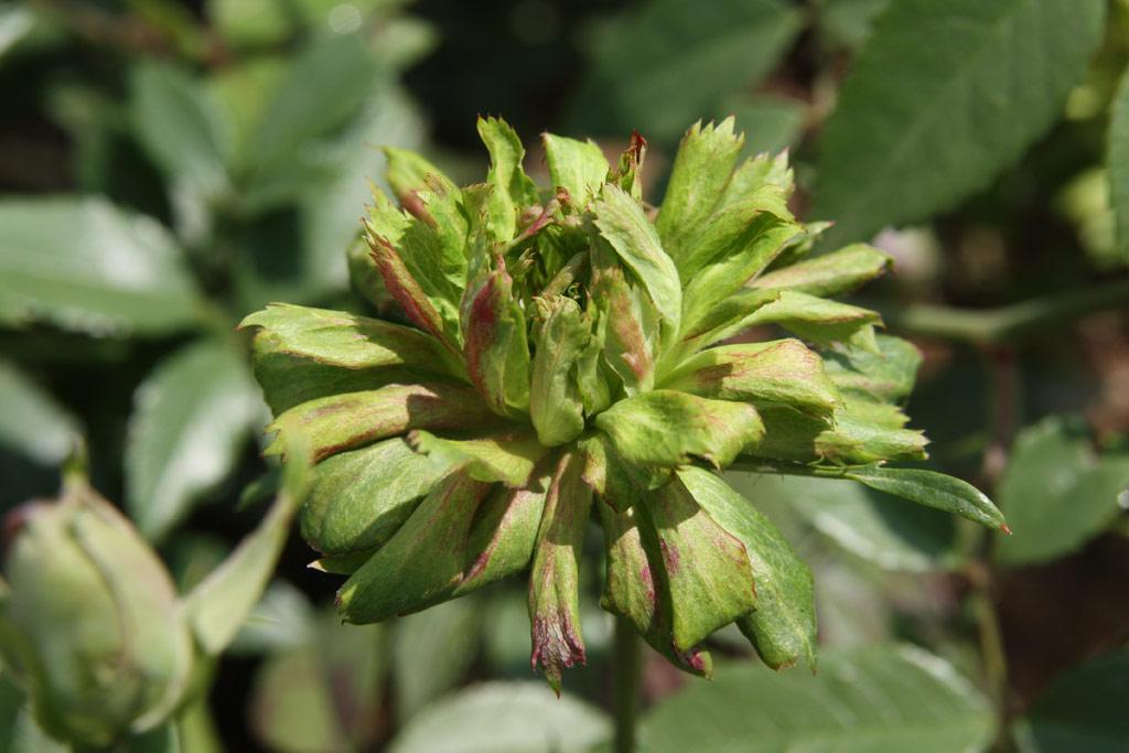 růže Rosa chinensis var. viridiflora