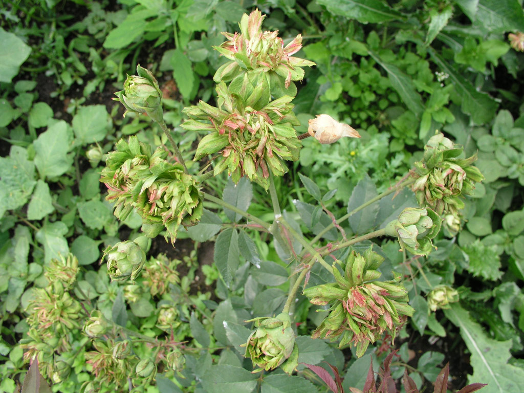 růže Rosa chinensis var. viridiflora