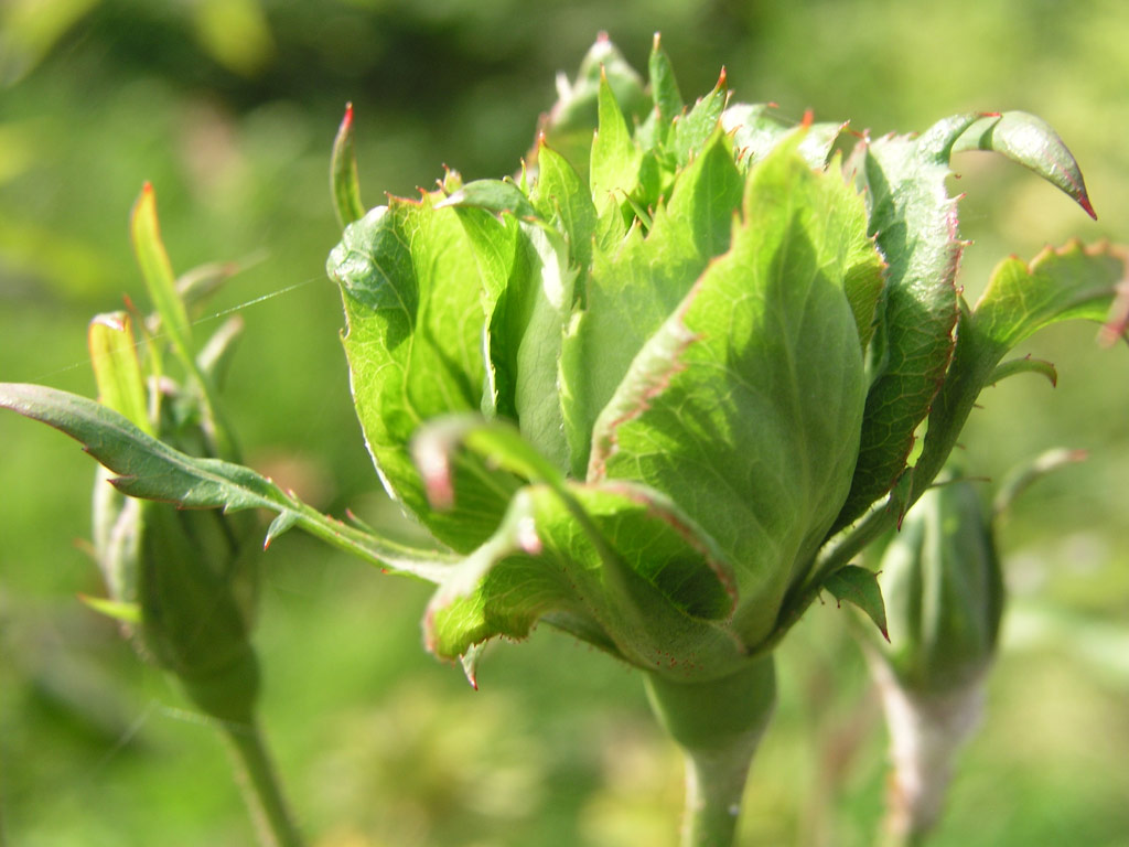 růže Rosa chinensis var. viridiflora