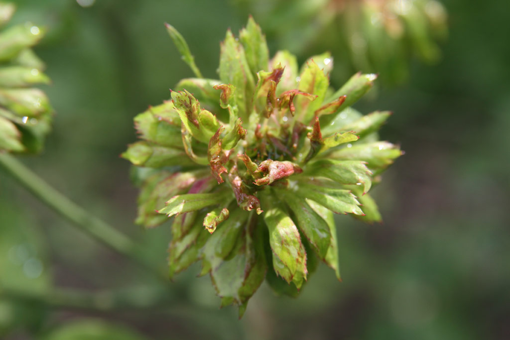 růže Rosa chinensis var. viridiflora