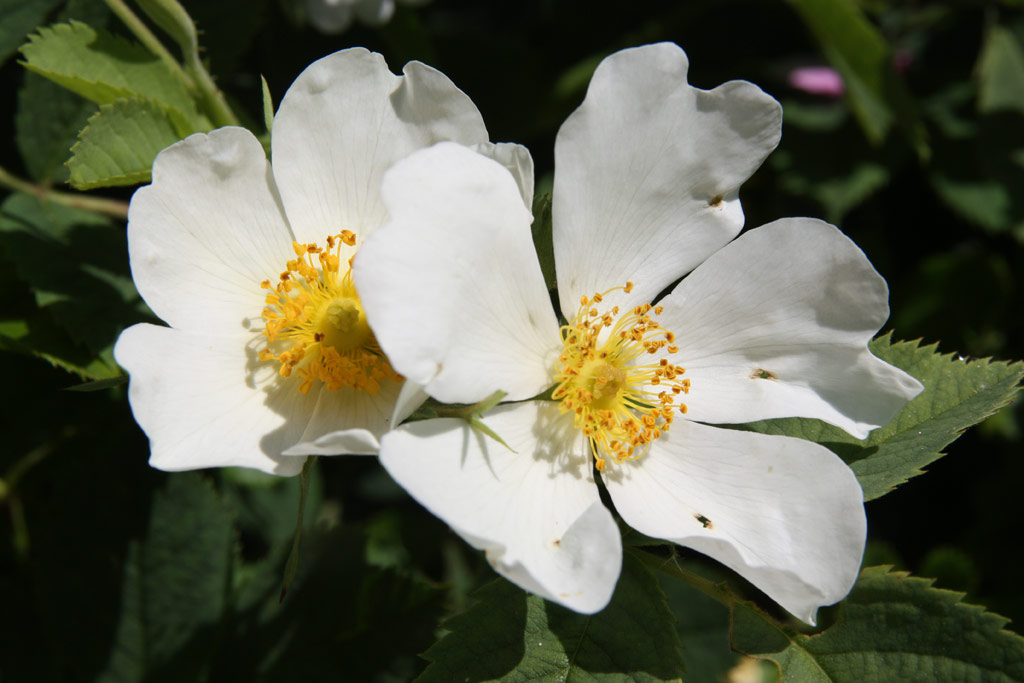 růže Rosa coriifolia Froebelii