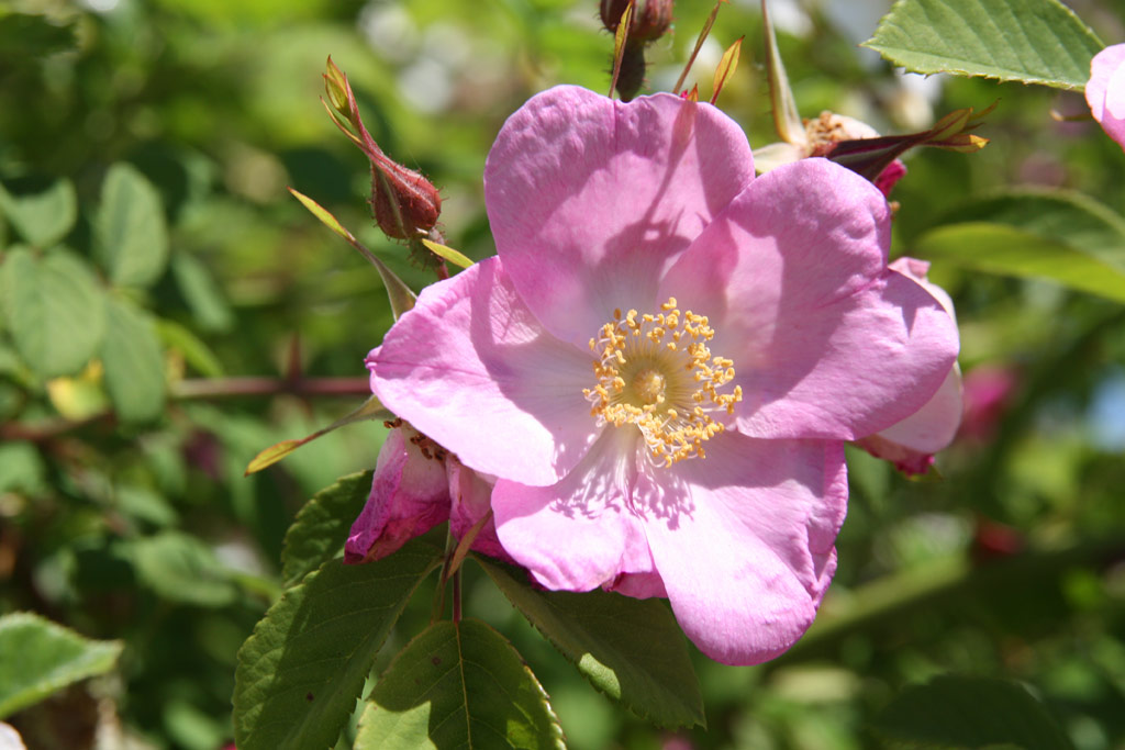 růže Rosa coriifolia (Sobotka)