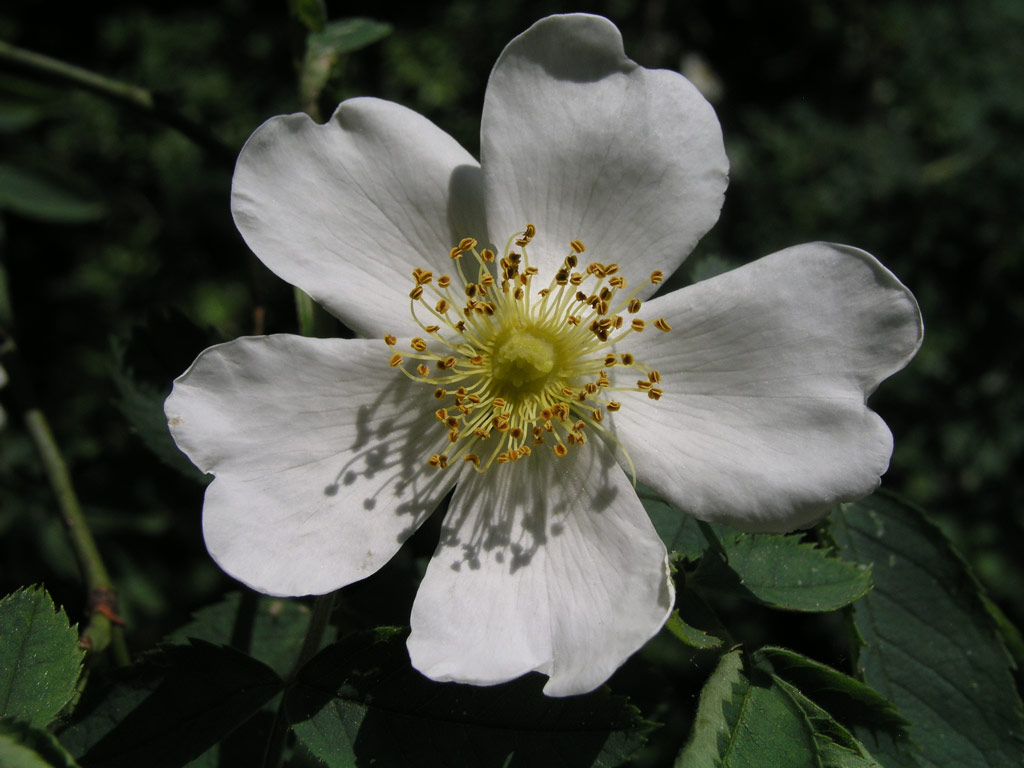 růže Rosa dumetorum