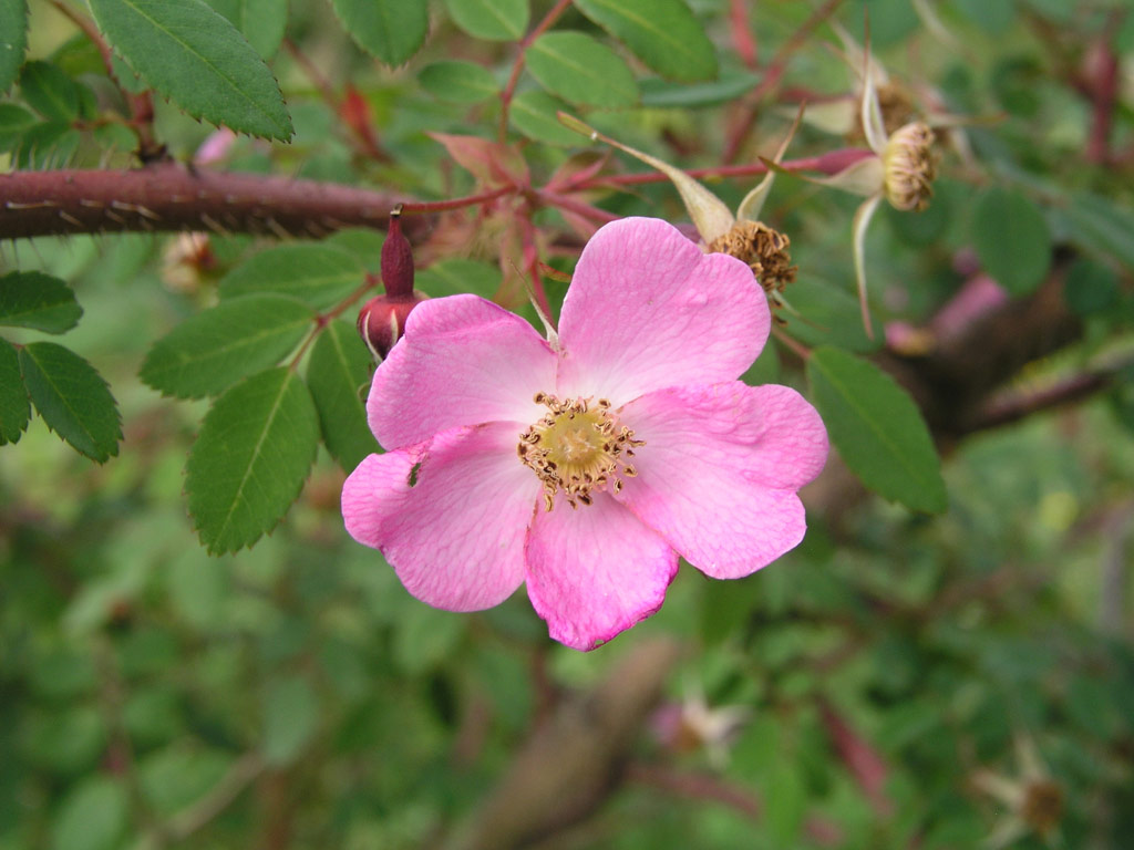 růže Rosa elegantula var. persetosa