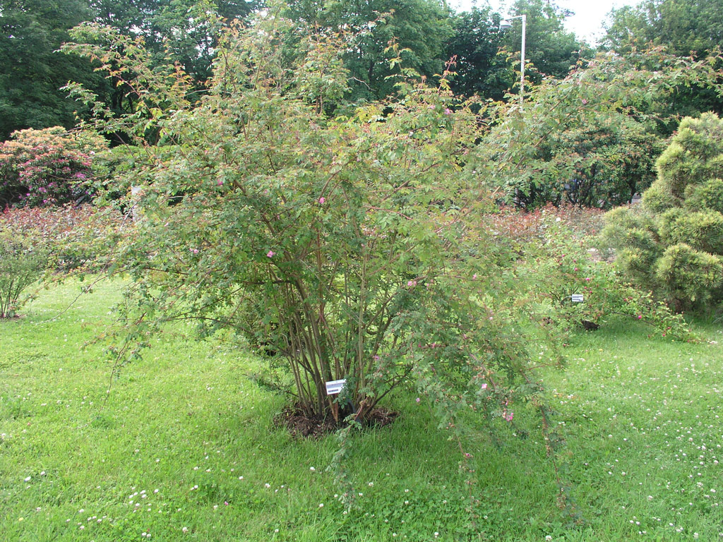 růže Rosa elegantula var. persetosa