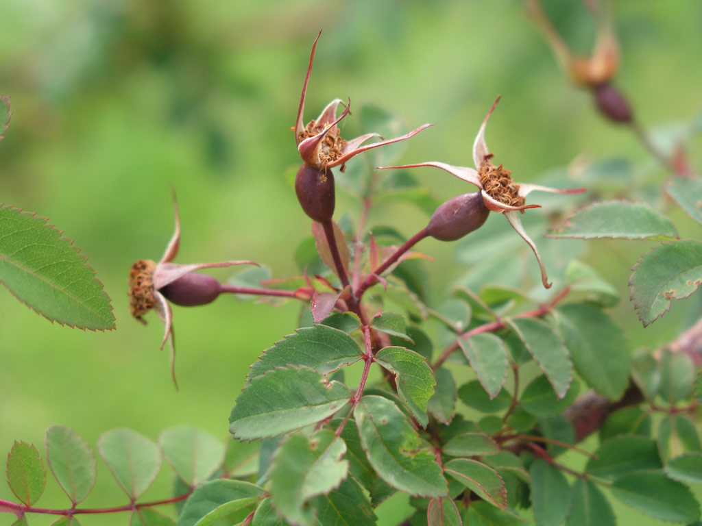 růže Rosa elegantula var. persetosa