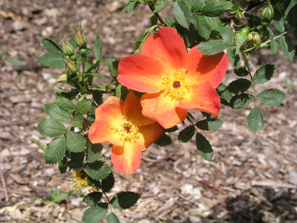 růže Rosa foetida var. bicolor