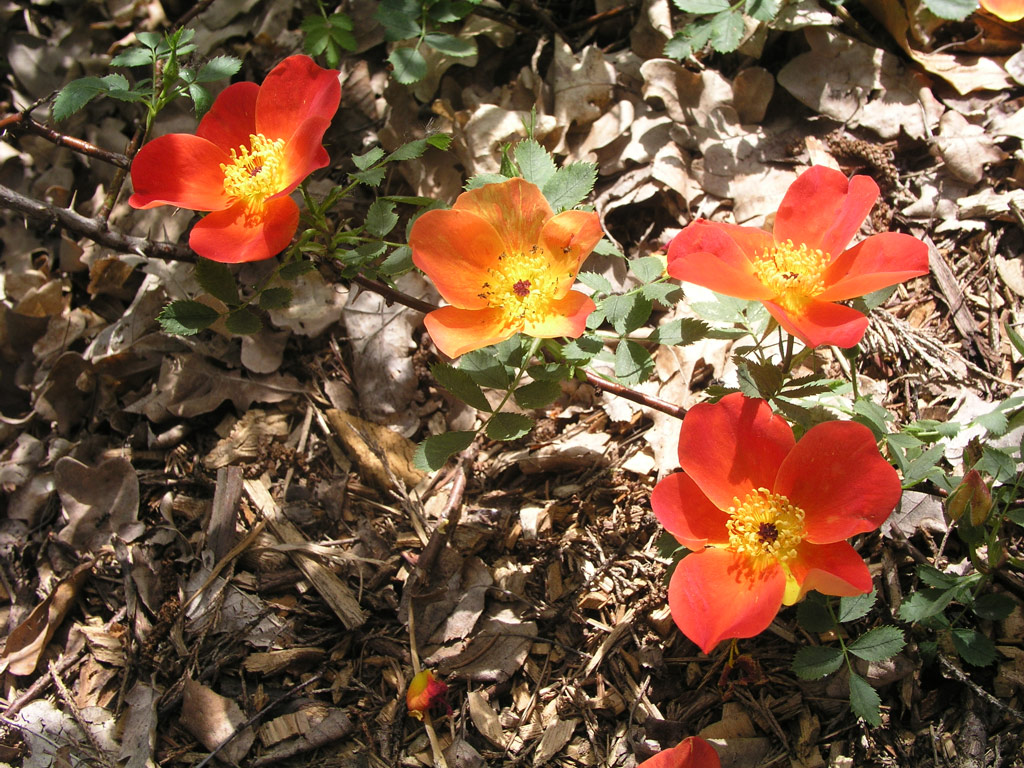 růže Rosa foetida var. bicolor