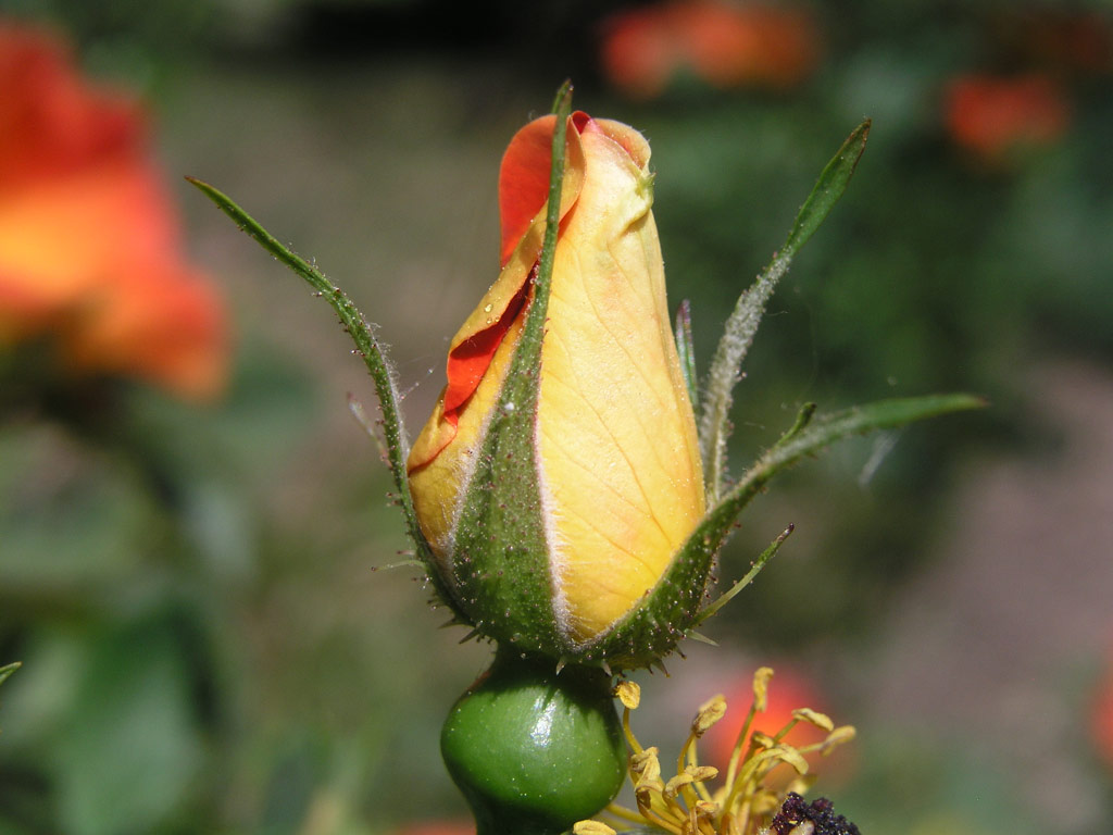 růže Rosa foetida var. bicolor