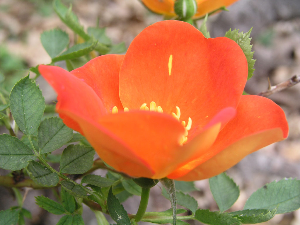 růže Rosa foetida var. bicolor