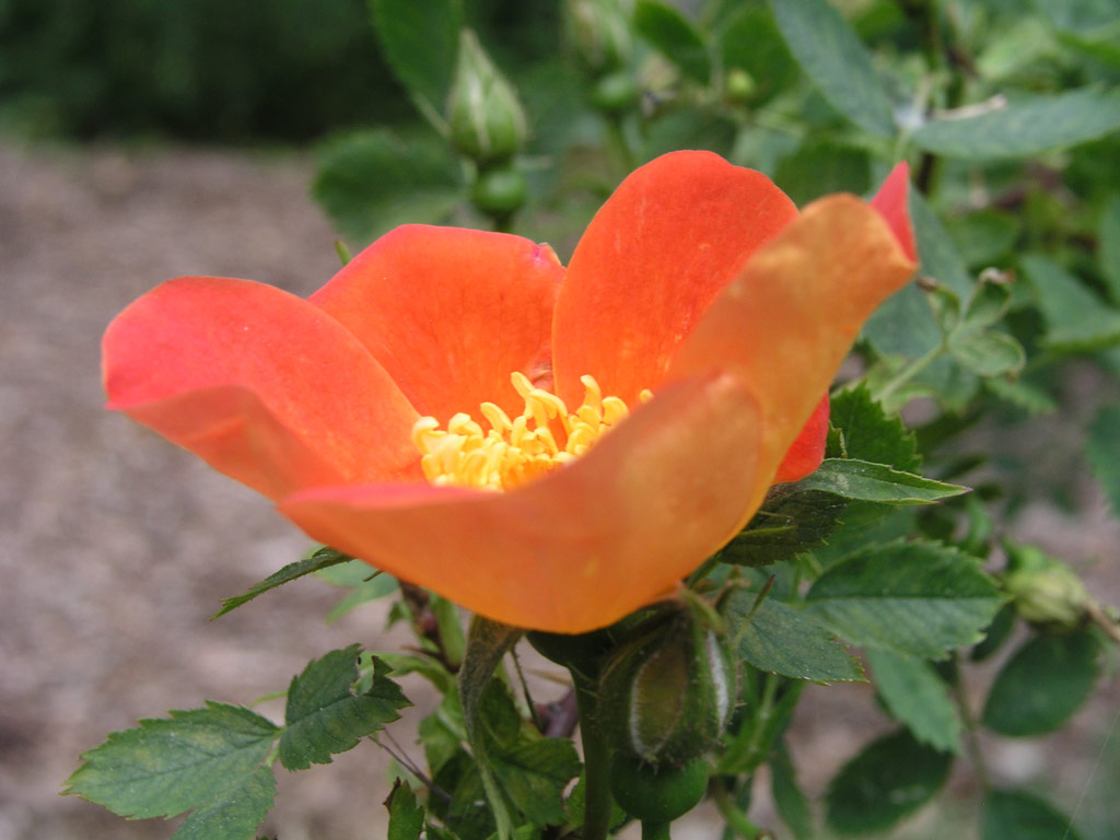 růže Rosa foetida var. bicolor