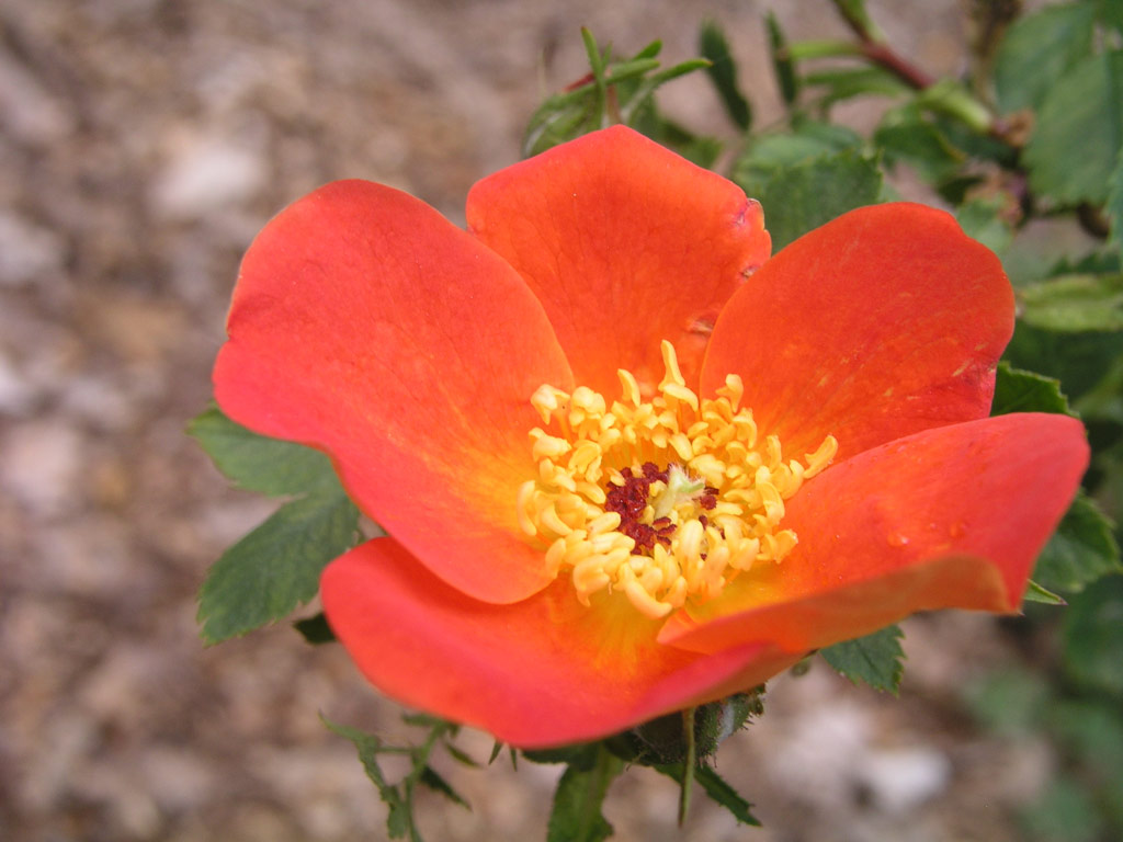 růže Rosa foetida var. bicolor