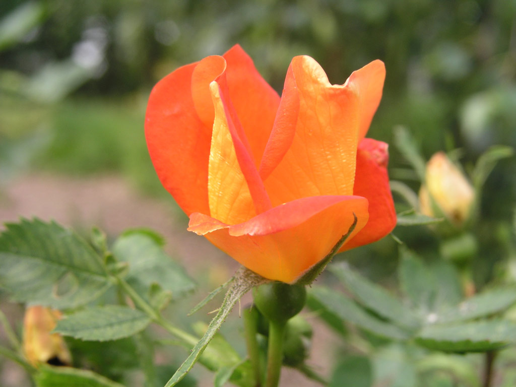 růže Rosa foetida var. bicolor