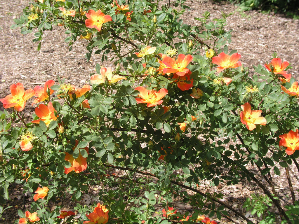 růže Rosa foetida var. bicolor