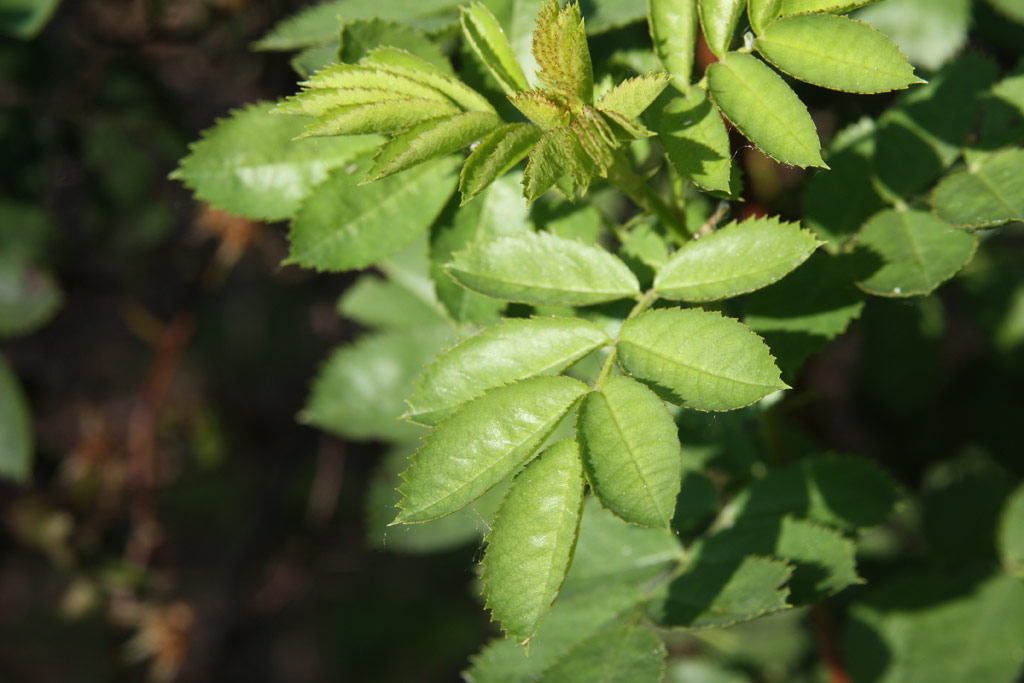 růže Rosa foetida var. bicolor