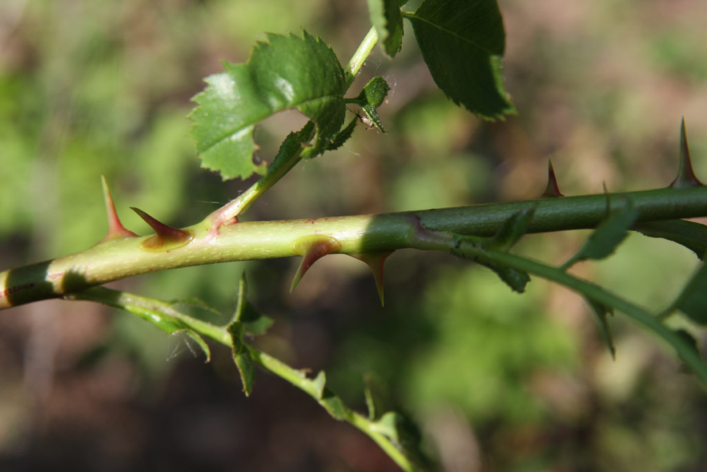 růže Rosa foetida var. bicolor