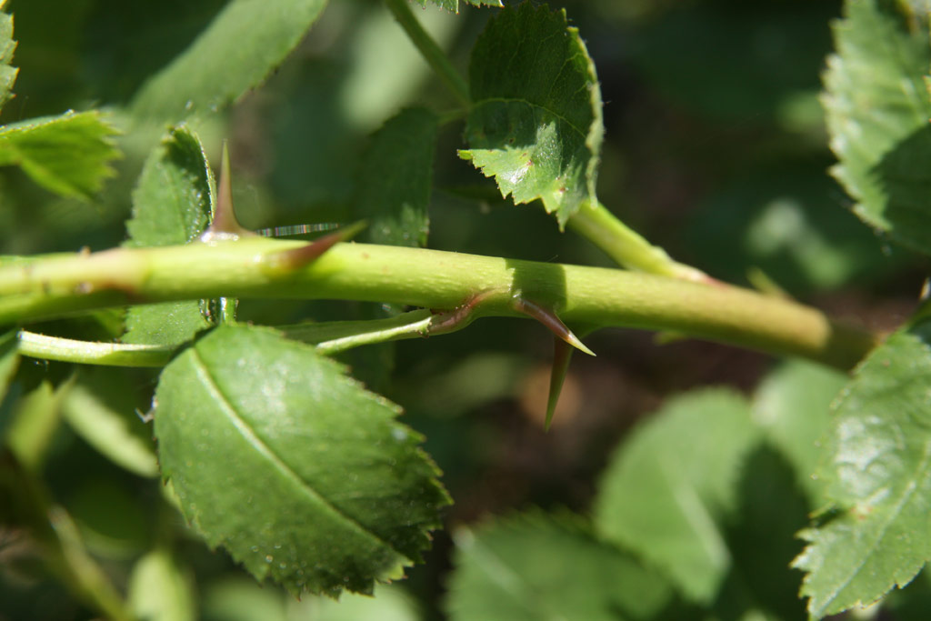 růže Rosa foetida var. bicolor