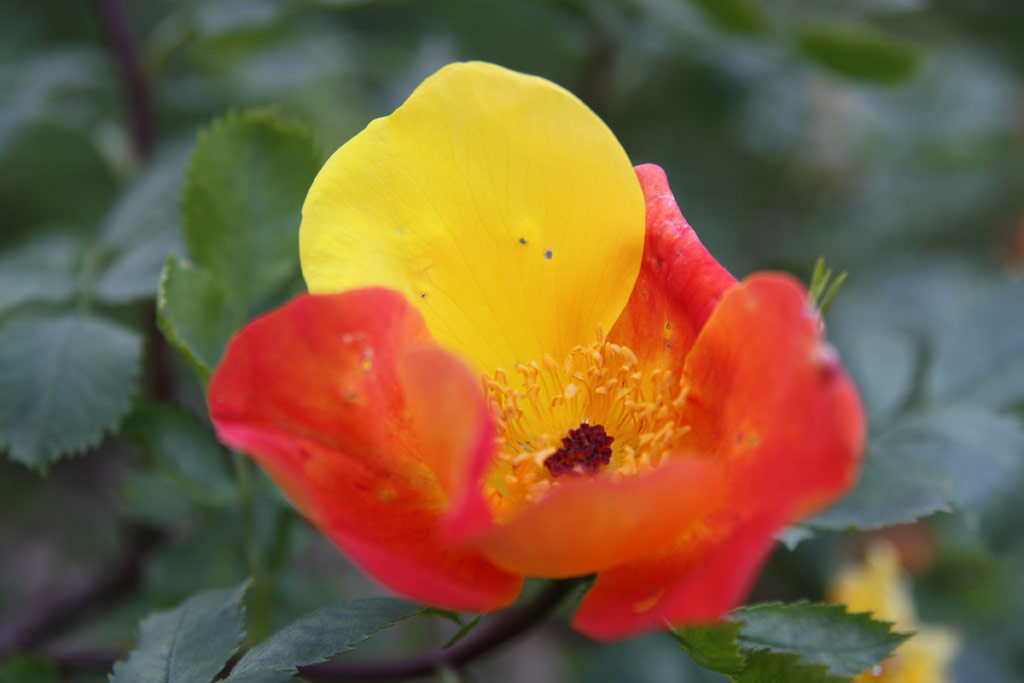 růže Rosa foetida var. bicolor