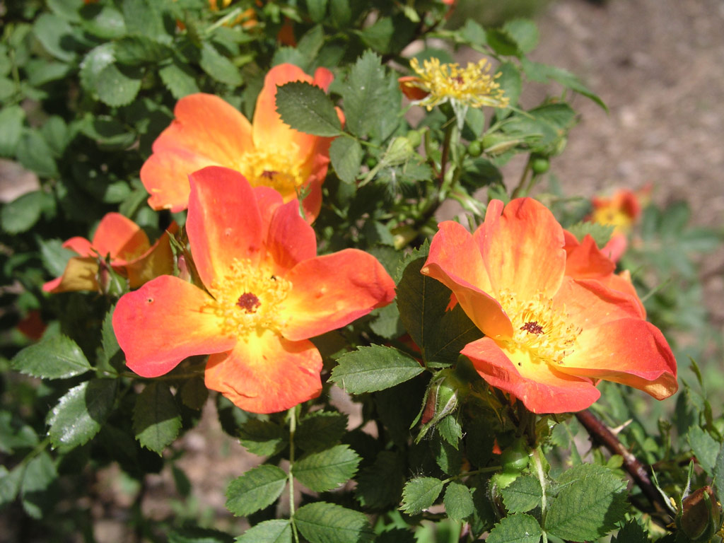 růže Rosa foetida var. bicolor