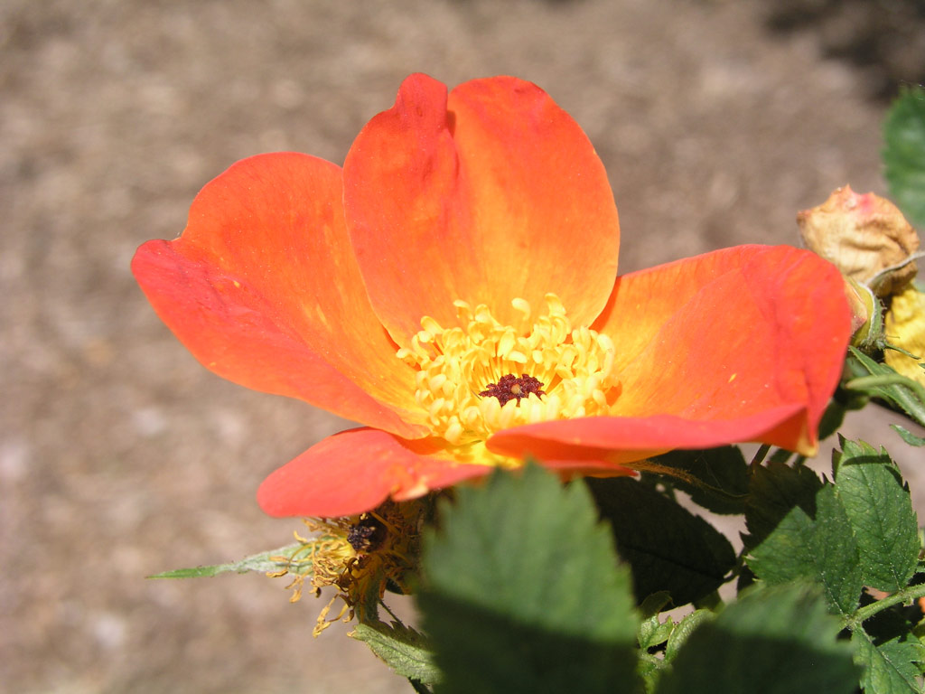 růže Rosa foetida var. bicolor