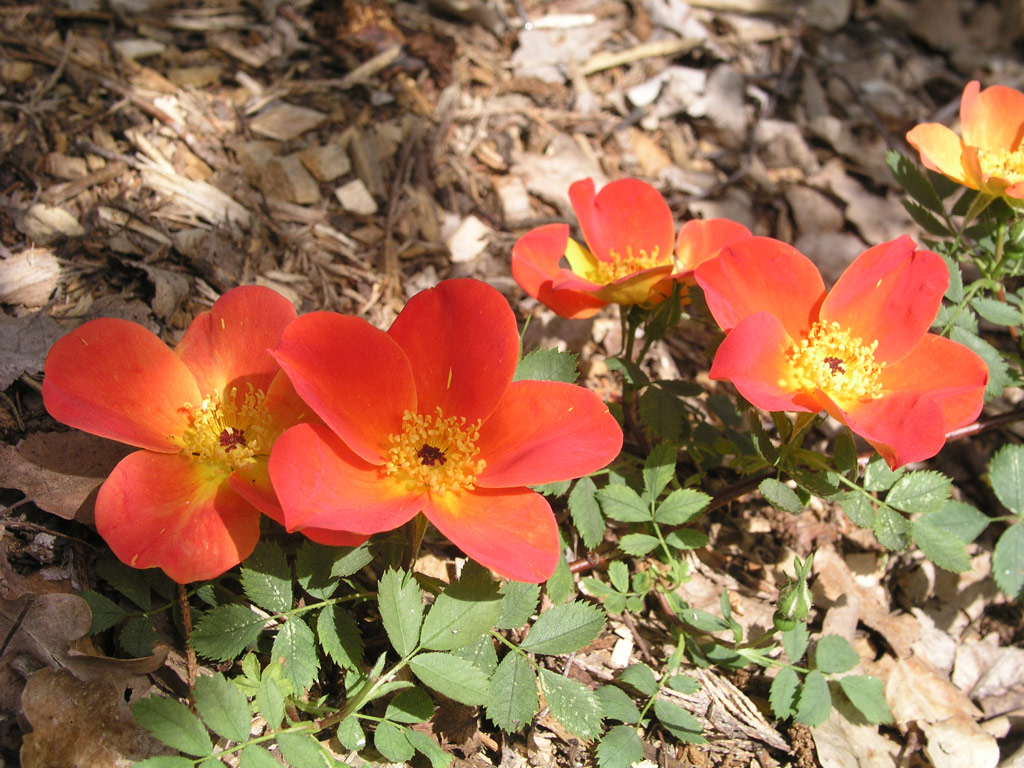 růže Rosa foetida var. bicolor