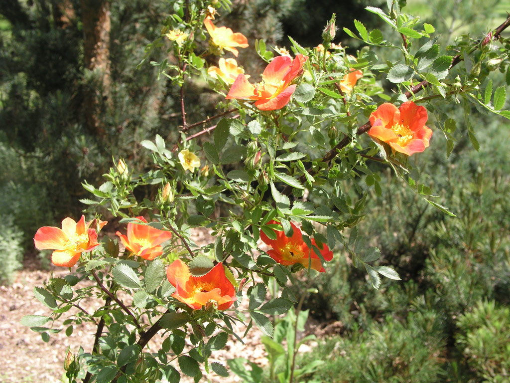 růže Rosa foetida var. bicolor