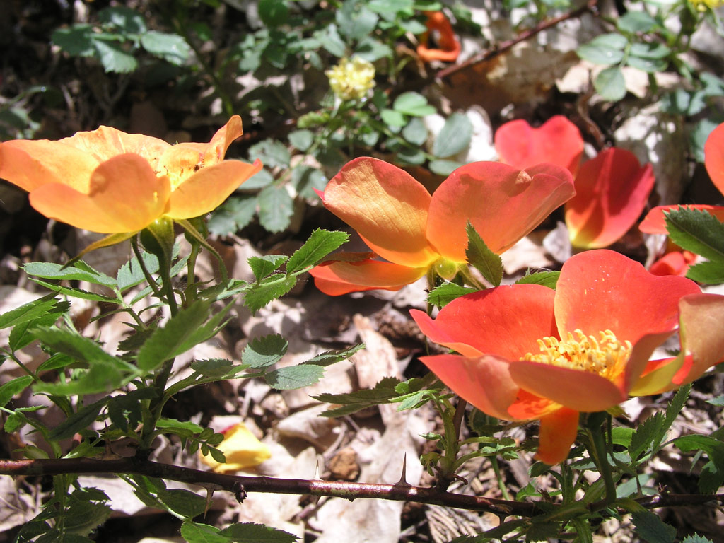 růže Rosa foetida var. bicolor