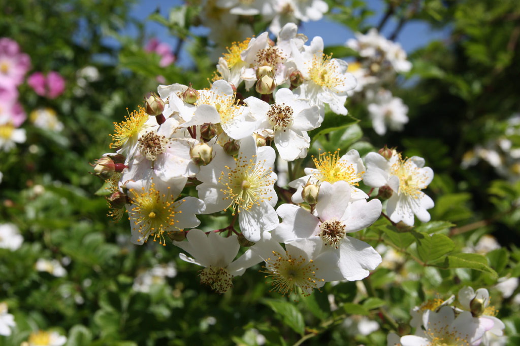 růže Rosa fujisanensis