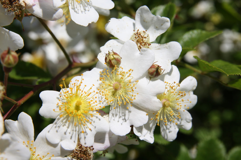 růže Rosa fujisanensis