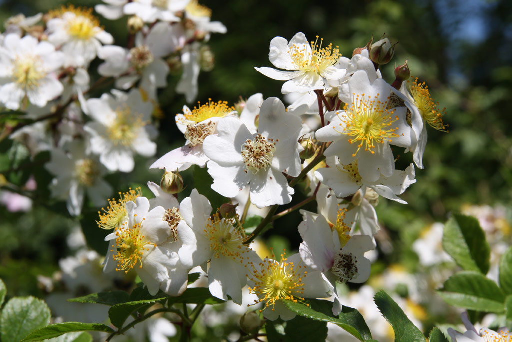 růže Rosa fujisanensis