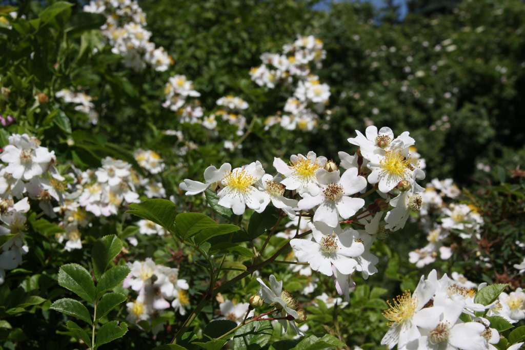 růže Rosa fujisanensis
