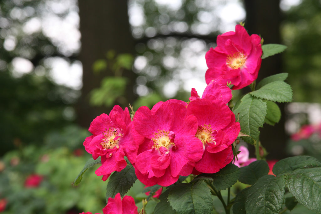 růže Rosa gallica f. officinalis