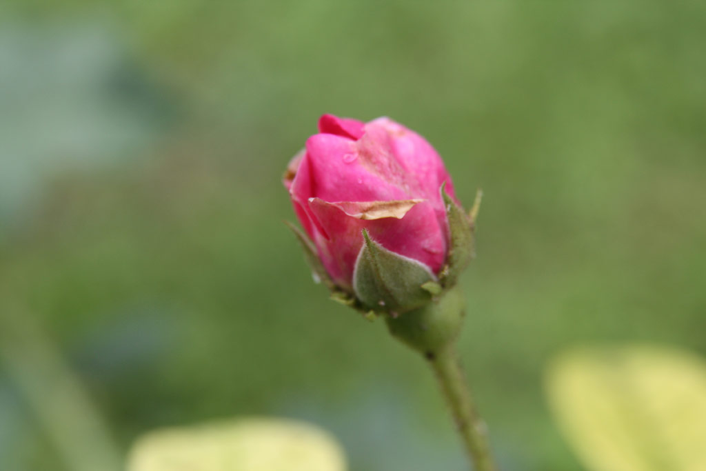 růže Rosa gallica f. officinalis