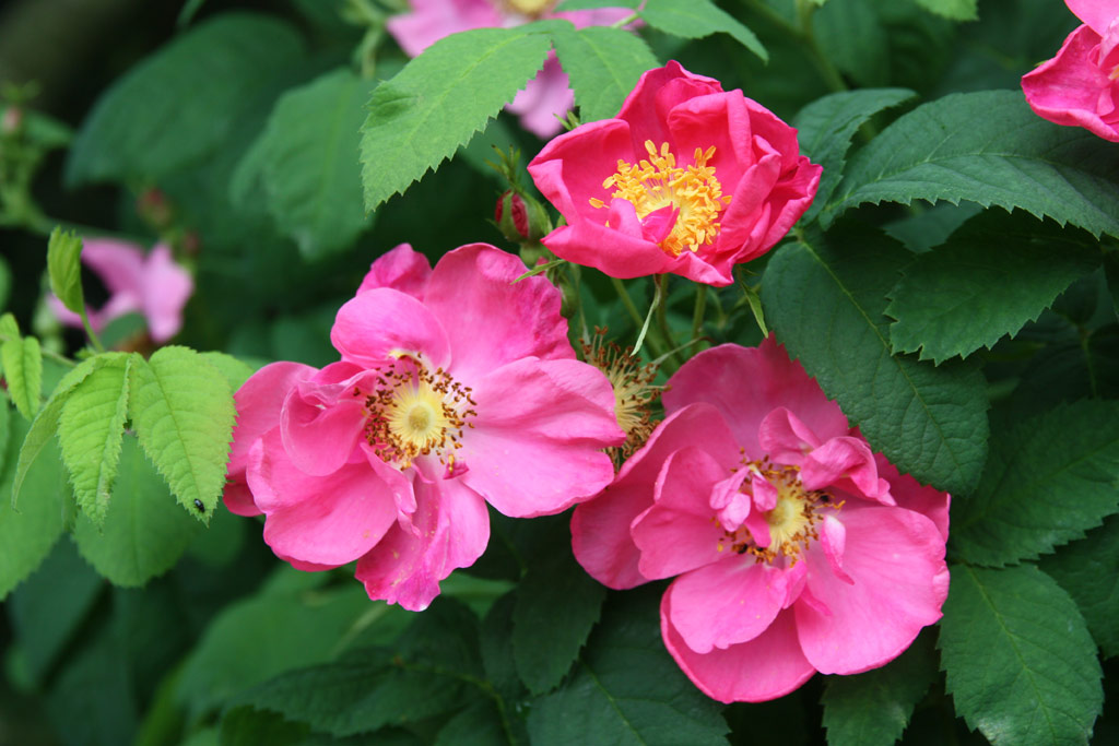 růže Rosa gallica f. officinalis