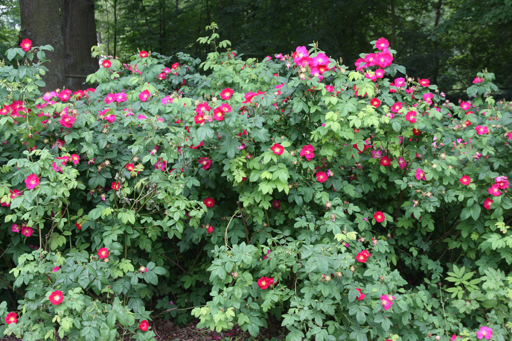 růže Rosa gallica f. officinalis