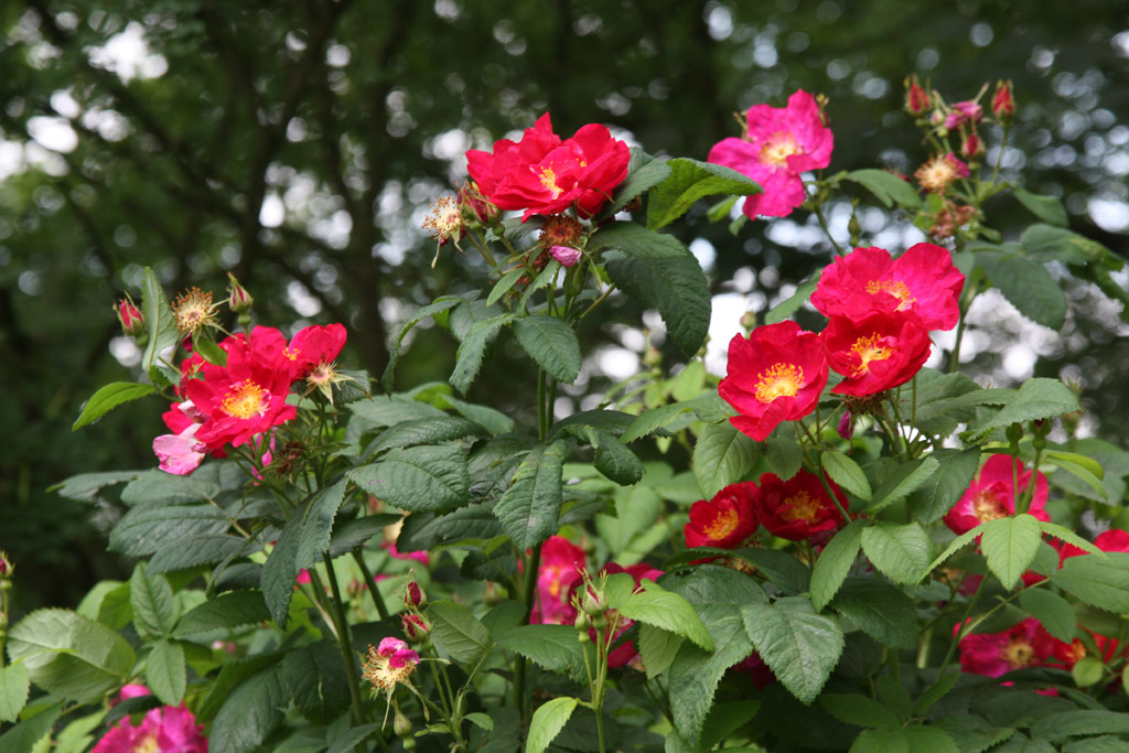 růže Rosa gallica f. officinalis