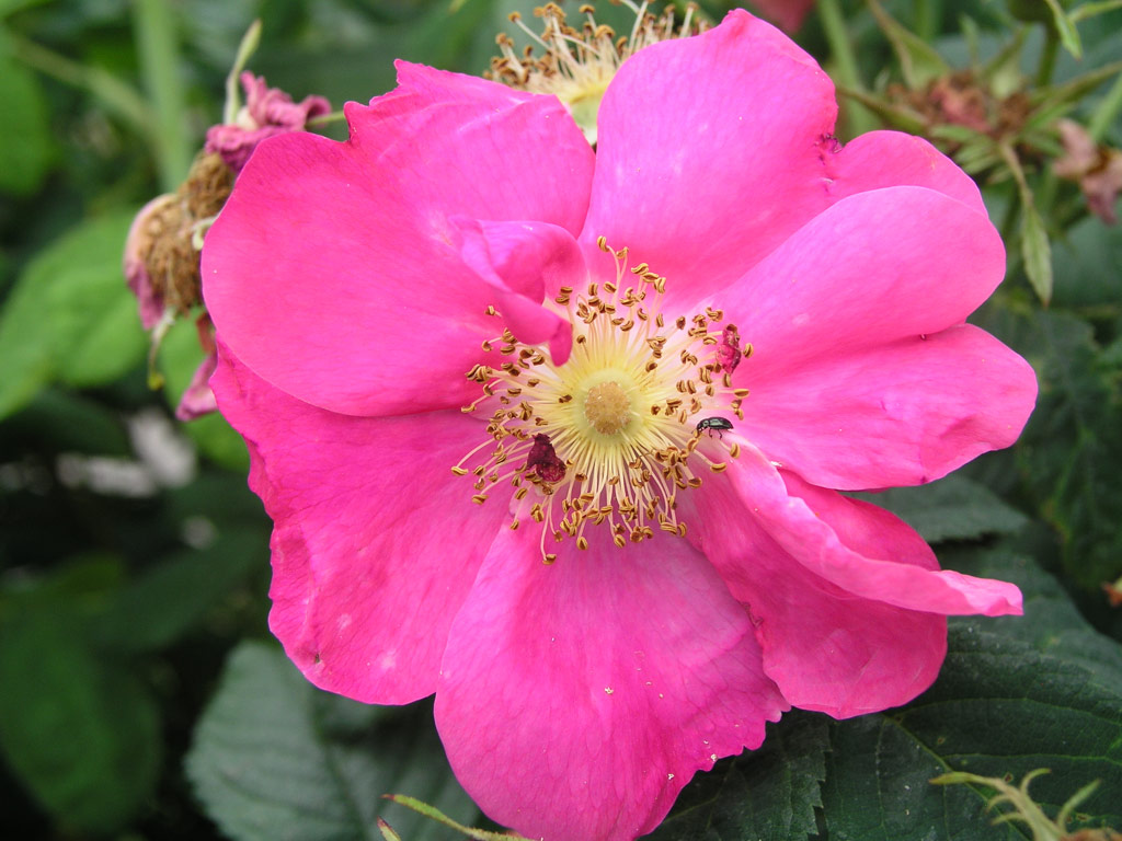 růže Rosa gallica var.splendens