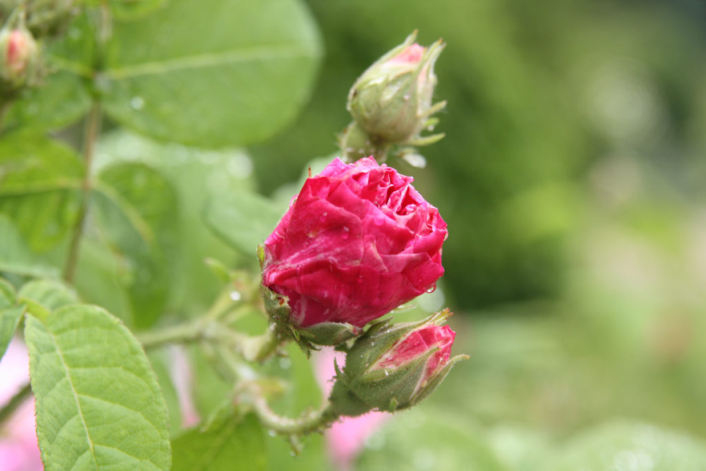 růže Rosa gallica Versicolor