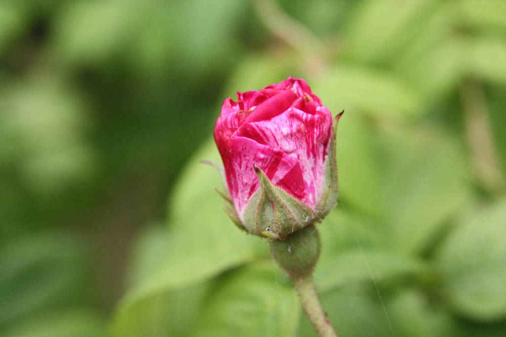 růže Rosa gallica Versicolor