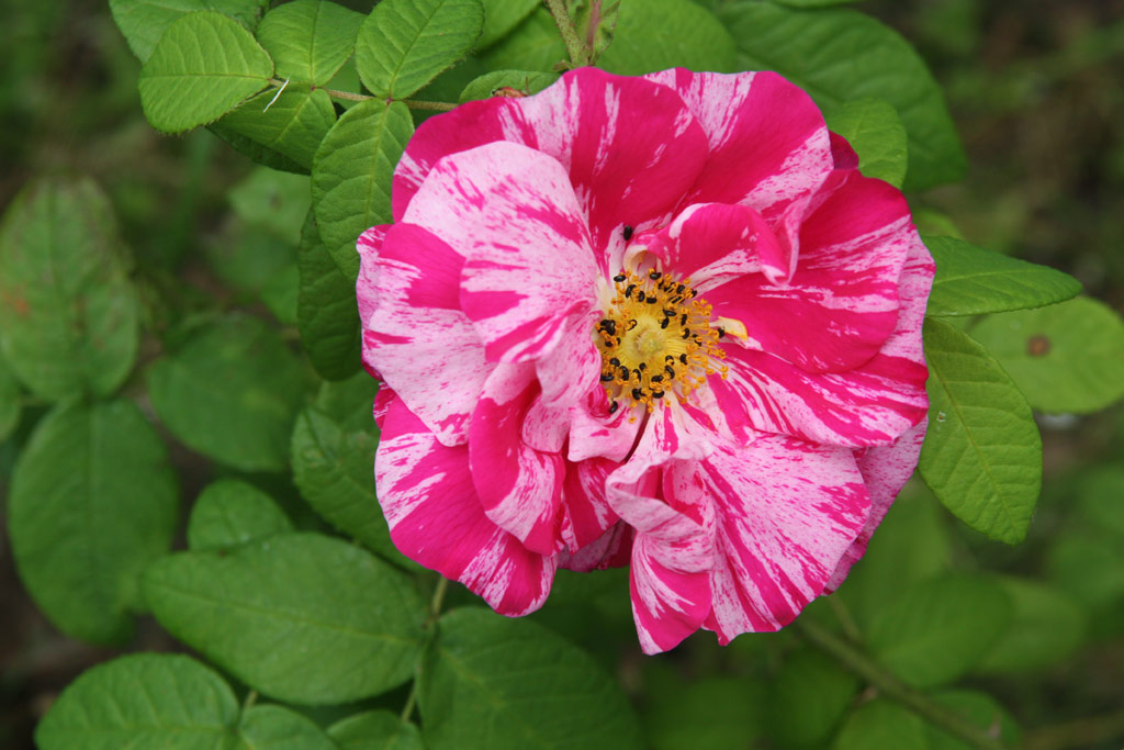 růže Rosa gallica Versicolor