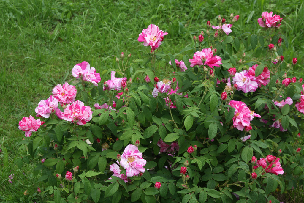 růže Rosa gallica Versicolor