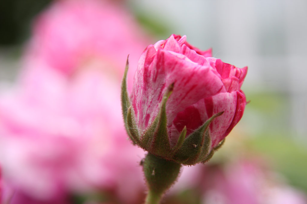 růže Rosa gallica Versicolor