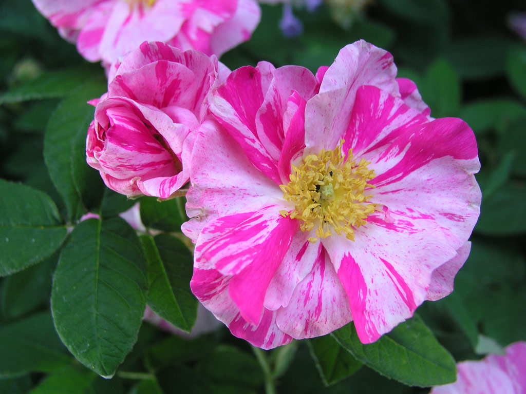 růže Rosa gallica Versicolor