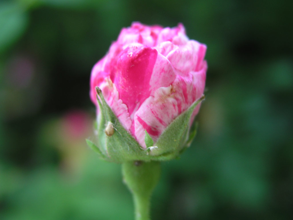 růže Rosa gallica Versicolor