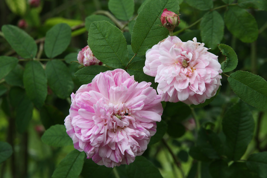 růže Rosa gallica Versicolor