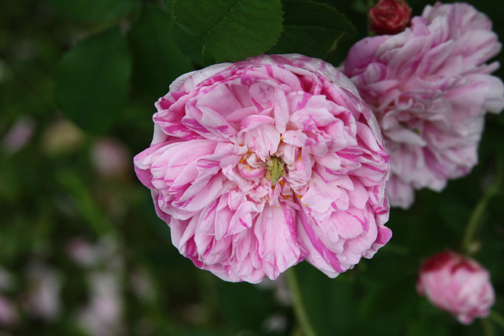 růže Rosa gallica Versicolor