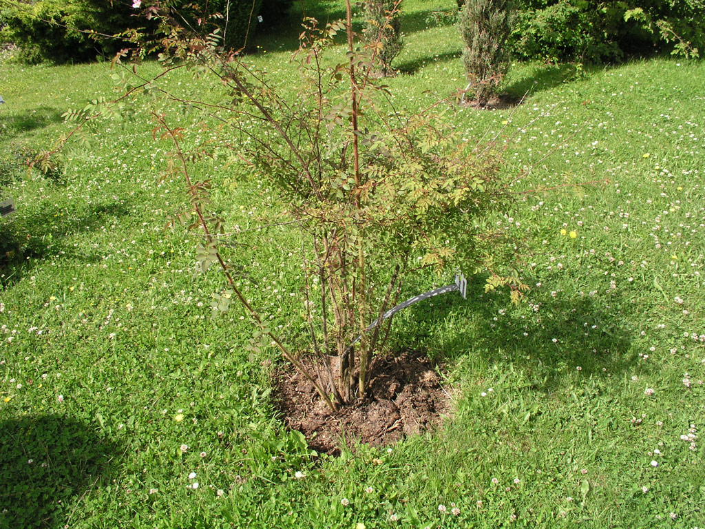 růže Rosa giraldii