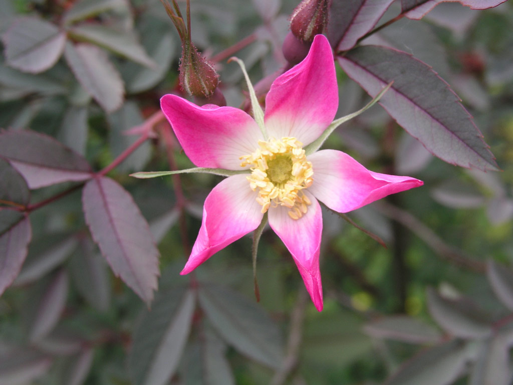 růže Rosa glauca